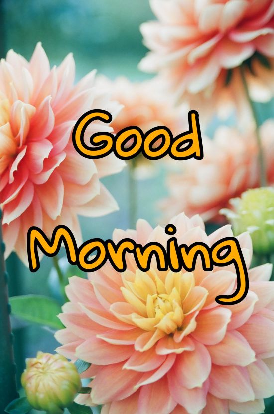 60+ Good Morning Flower Images 2023 40