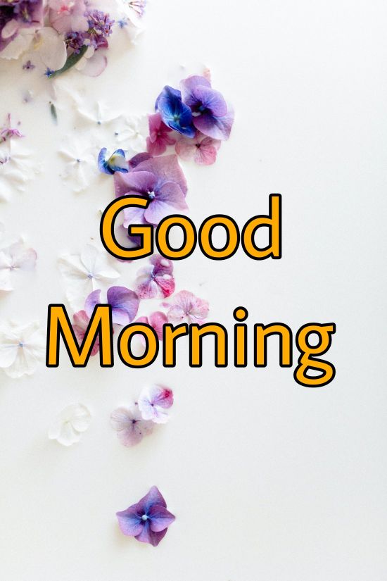 60+ Good Morning Flower Images 2023 42 60+ Good Morning Flower Images 2023 41