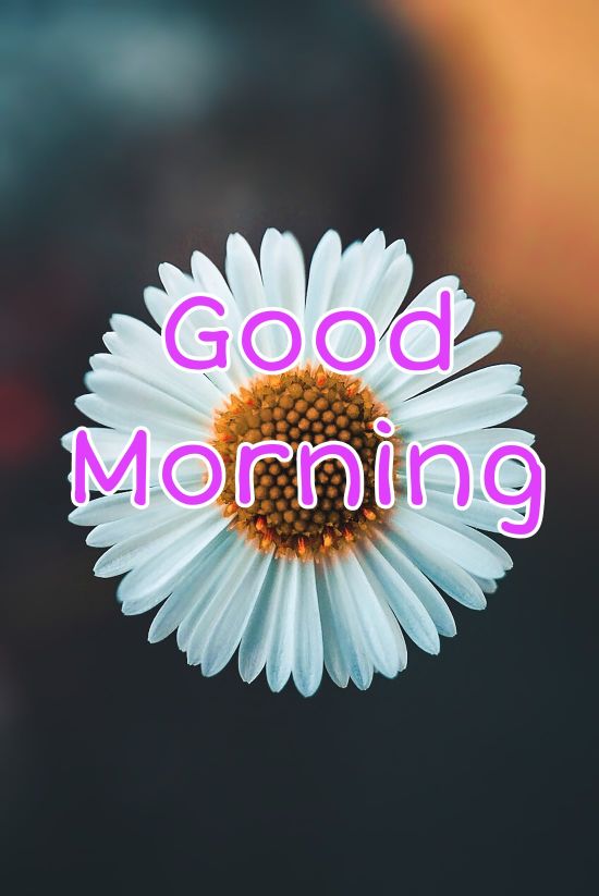 60+ Good Morning Flower Images 2023 42