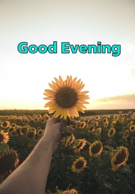 99+ Good Evening Images 2023 - Latest Collection 28 99+ Good Evening Images 2023 - Latest Collection 27