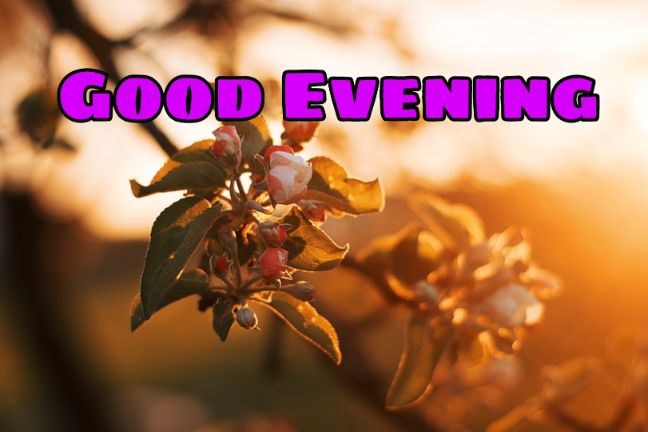 99+ Good Evening Images 2023 - Latest Collection 42 99+ Good Evening Images 2023 - Latest Collection 41