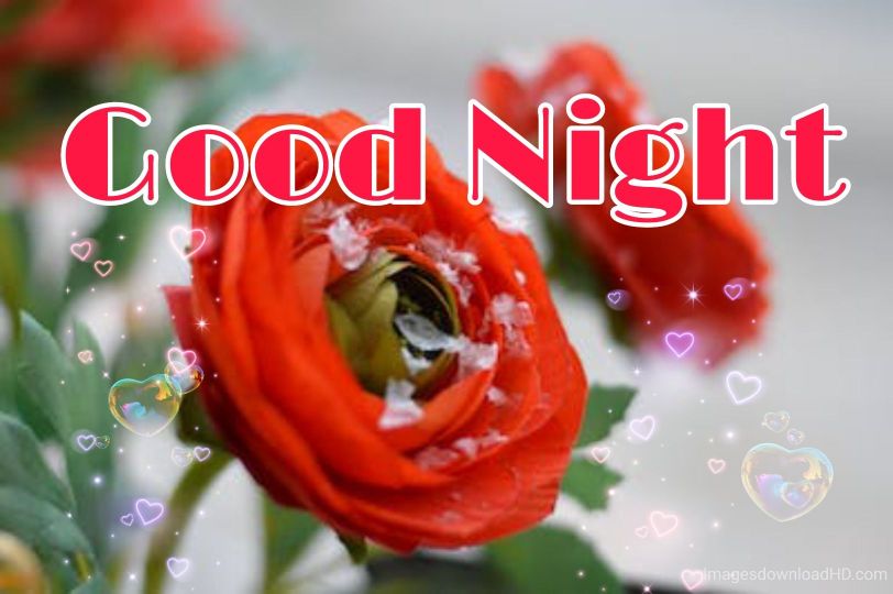109+ Good Night Flower Images Pictures Photos - New 2023 26 109+ Good Night Flower Images Pictures Photos - New 2023 15