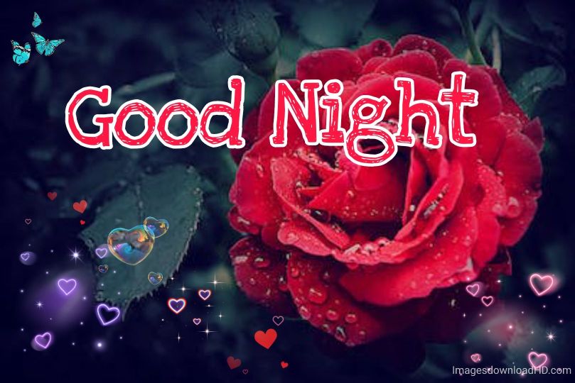 109+ Good Night Flower Images Pictures Photos - New 2023 4 109+ Good Night Flower Images Pictures Photos - New 2023 3