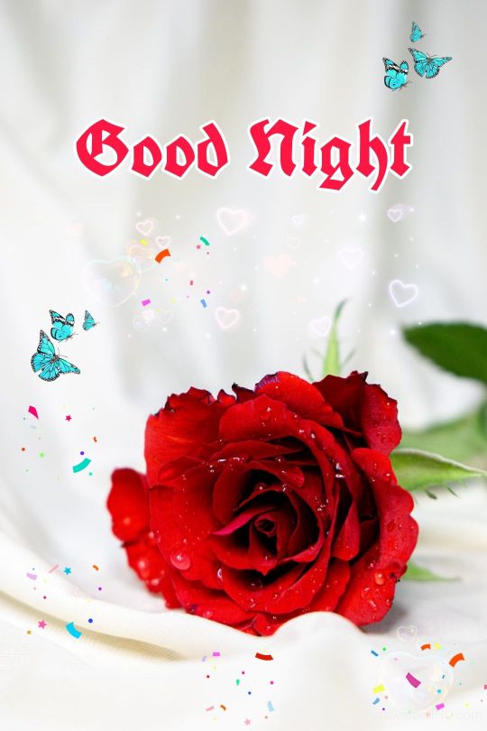 109+ Good Night Flower Images Pictures Photos - New 2023 11 109+ Good Night Flower Images Pictures Photos - New 2023 10