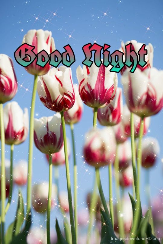 109+ Good Night Flower Images Pictures Photos - New 2023 7