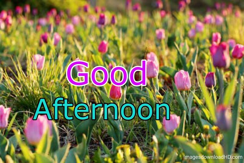51+ Latest Good Afternoon Images 2023 3 51+ Latest Good Afternoon Images 2023 2