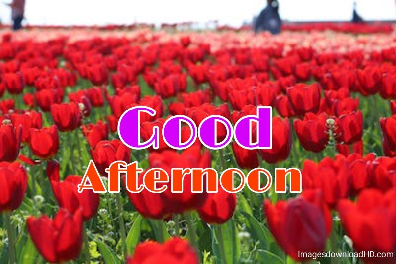 51+ Latest Good Afternoon Images 2023 4 51+ Latest Good Afternoon Images 2023 3
