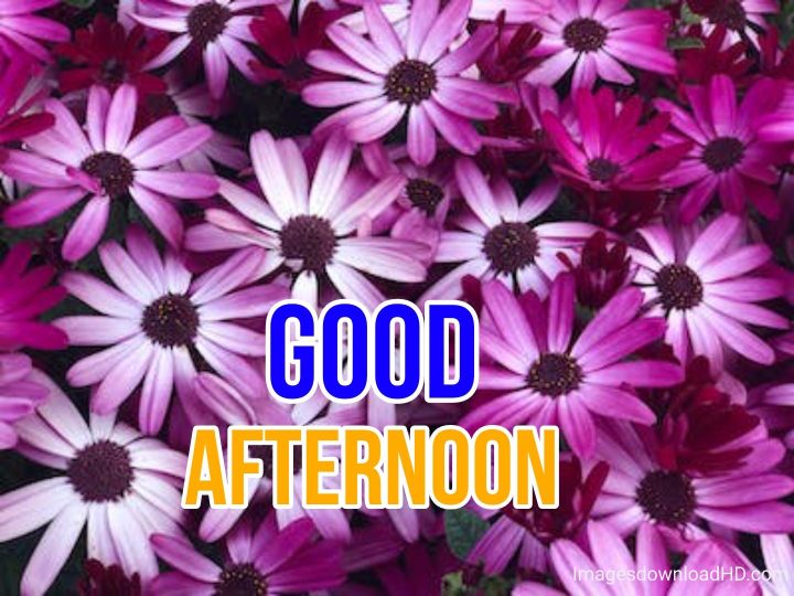 51+ Latest Good Afternoon Images 2023 5 51+ Latest Good Afternoon Images 2023 4