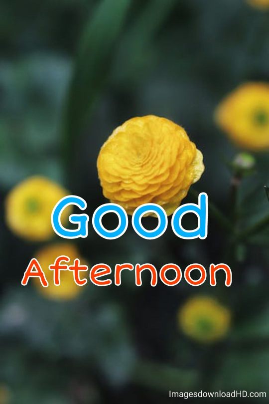 51+ Latest Good Afternoon Images 2023 6 51+ Latest Good Afternoon Images 2023 5