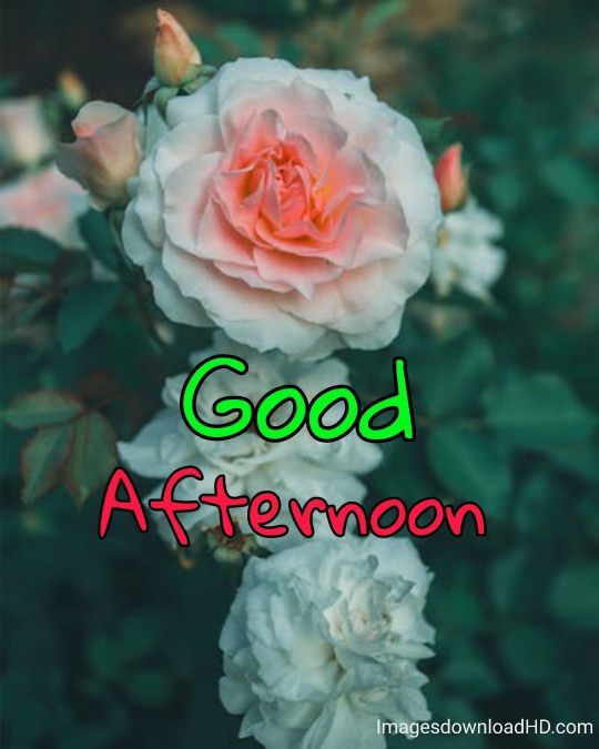 51+ Latest Good Afternoon Images 2023 8 51+ Latest Good Afternoon Images 2023 7