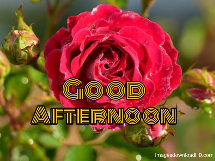 51+ Latest Good Afternoon Images 2023 10 51+ Latest Good Afternoon Images 2023 9