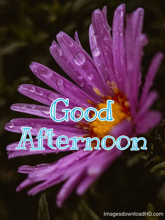 51+ Latest Good Afternoon Images 2023 11 51+ Latest Good Afternoon Images 2023 10
