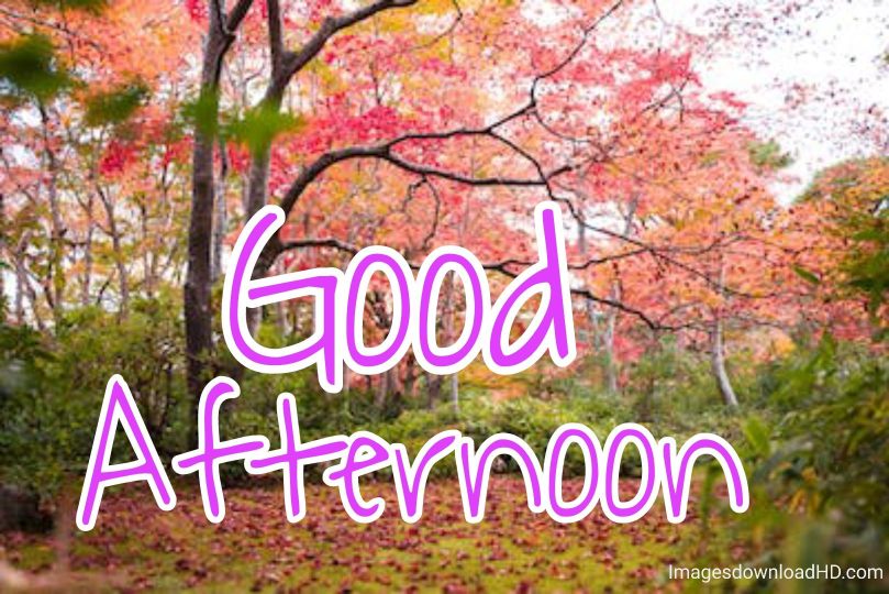 51+ Latest Good Afternoon Images 2023 21 51+ Latest Good Afternoon Images 2023 19