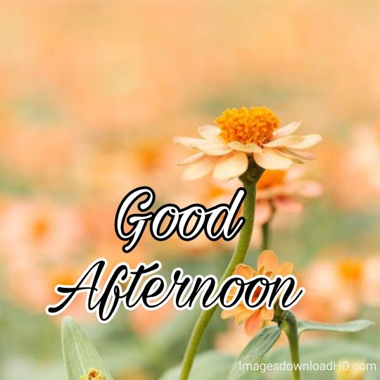 51+ Latest Good Afternoon Images 2023 18 51+ Latest Good Afternoon Images 2023 17