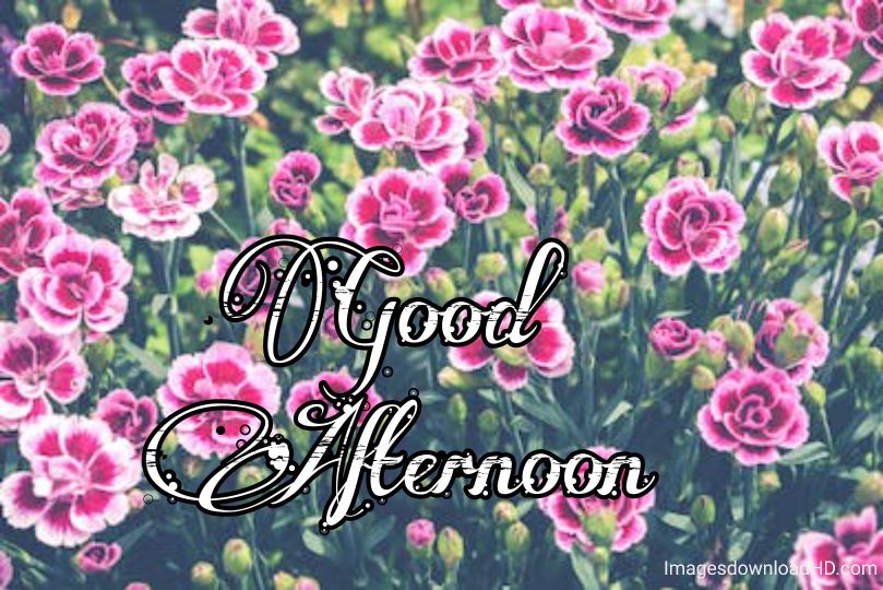 51+ Latest Good Afternoon Images 2023 27 51+ Latest Good Afternoon Images 2023 25
