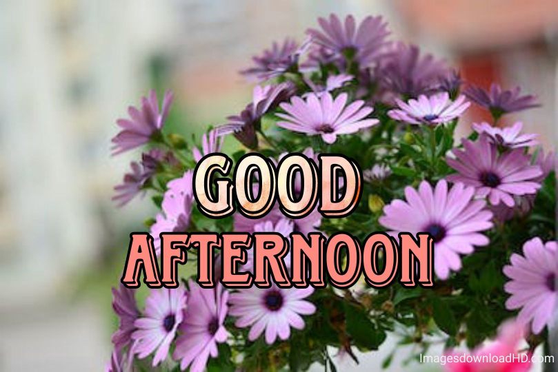 51+ Latest Good Afternoon Images 2023 29 51+ Latest Good Afternoon Images 2023 27