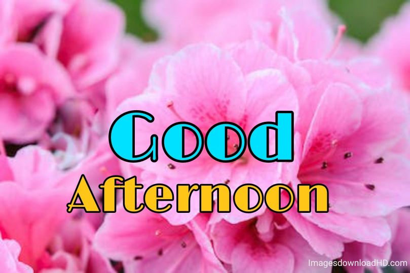 51+ Latest Good Afternoon Images 2023 31 51+ Latest Good Afternoon Images 2023 29