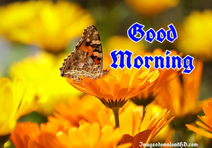 60+ Good Morning Flower Images 2023 4 60+ Good Morning Flower Images 2023 4