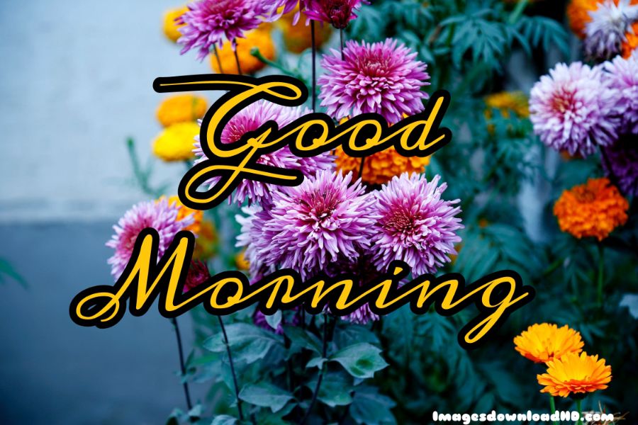 60+ Good Morning Flower Images 2023 6 60+ Good Morning Flower Images 2023 6