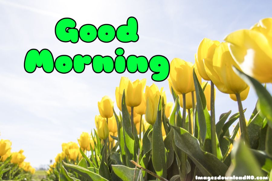 60+ Good Morning Flower Images 2023 5 60+ Good Morning Flower Images 2023 5