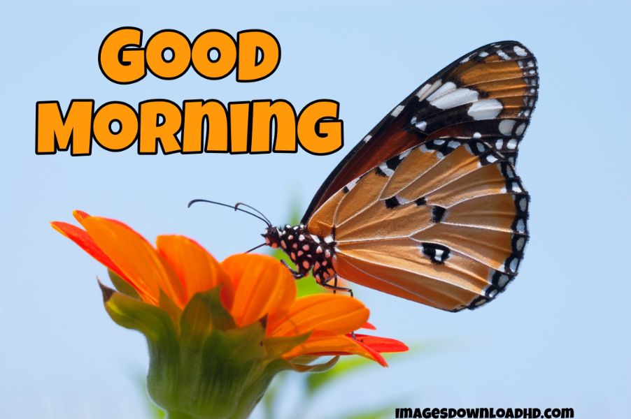 60+ Good Morning Flower Images 2023 7 60+ Good Morning Flower Images 2023 7