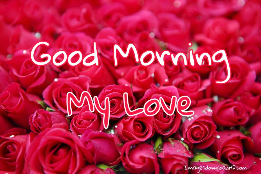 60+ Good Morning Flower Images 2023 51 60+ Good Morning Flower Images 2023 50