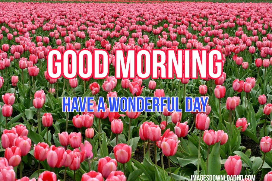 60+ Good Morning Flower Images 2023 9 60+ Good Morning Flower Images 2023 9