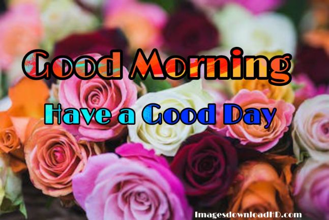 60+ Good Morning Flower Images 2023 52