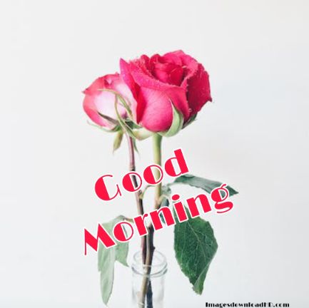 60+ Good Morning Flower Images 2023 52 60+ Good Morning Flower Images 2023 51