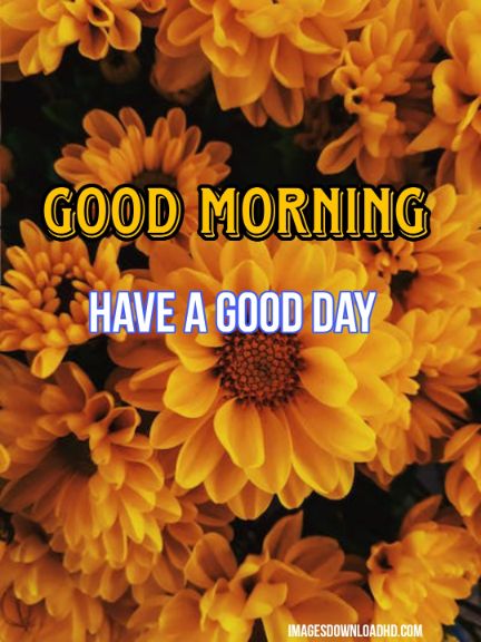 60+ Good Morning Flower Images 2023 10 60+ Good Morning Flower Images 2023 10
