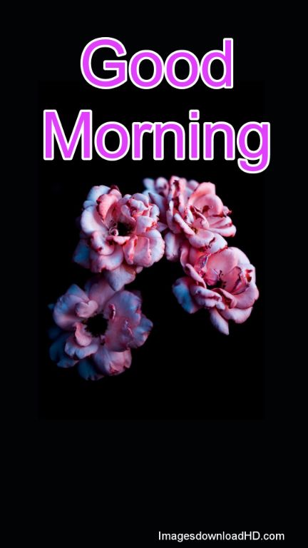 60+ Good Morning Flower Images 2023 11 60+ Good Morning Flower Images 2023 11