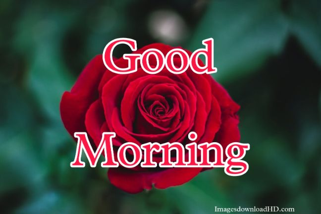 60+ Good Morning Flower Images 2023 53