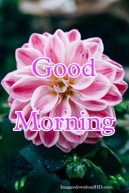 60+ Good Morning Flower Images 2023 14