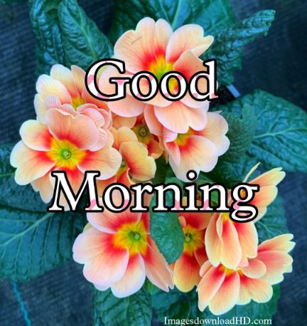 60+ Good Morning Flower Images 2023 15