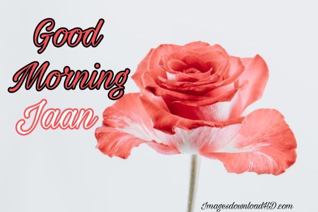 60+ Good Morning Flower Images 2023 56 60+ Good Morning Flower Images 2023 55