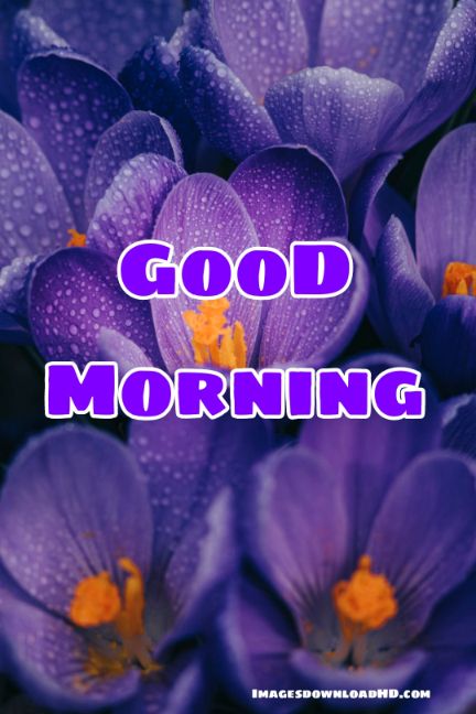 60+ Good Morning Flower Images 2023 45