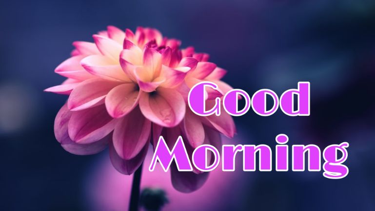 60+ Good Morning Flower Images 2023 46