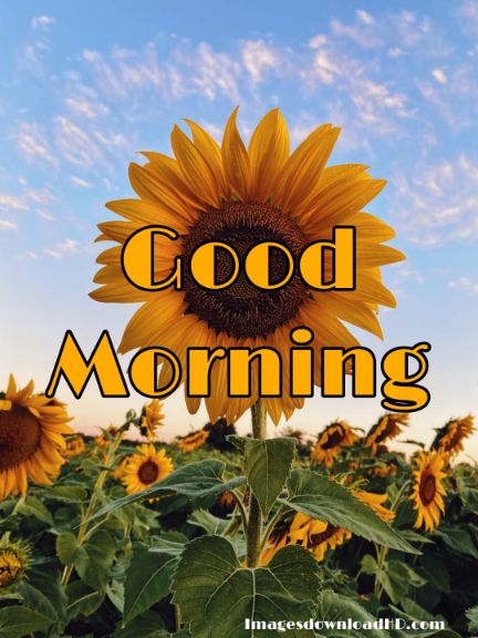 60+ Good Morning Flower Images 2023 47