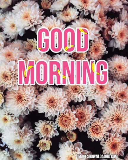 60+ Good Morning Flower Images 2023 43