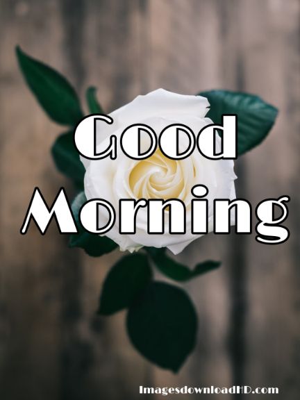 60+ Good Morning Flower Images 2023 59