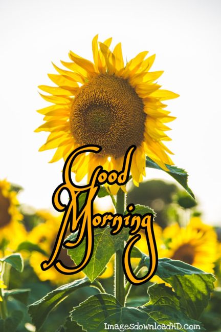 60+ Good Morning Flower Images 2023 44