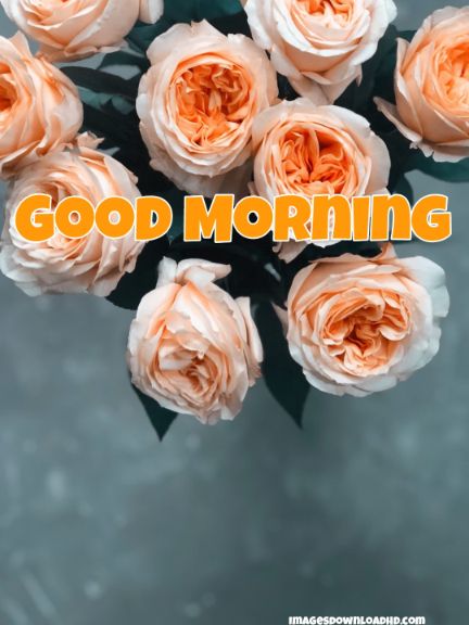 60+ Good Morning Flower Images 2023 58