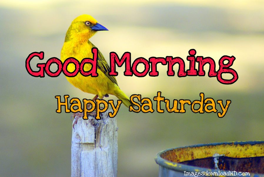 75+ Best Good Morning Saturday Images 2023 10 75+ Best Good Morning Saturday Images 2023 8