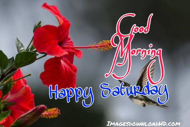 75+ Best Good Morning Saturday Images 2023 36 75+ Best Good Morning Saturday Images 2023 34