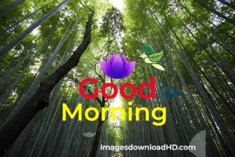 144+ Good Morning Nature Images 2023 48