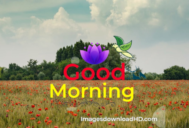144+ Good Morning Nature Images 2023 63