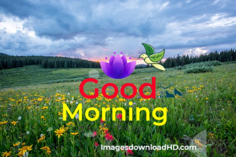 144+ Good Morning Nature Images 2023 55