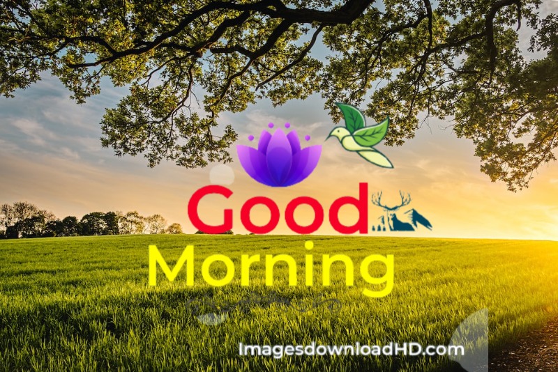 144+ Good Morning Nature Images 2023 58