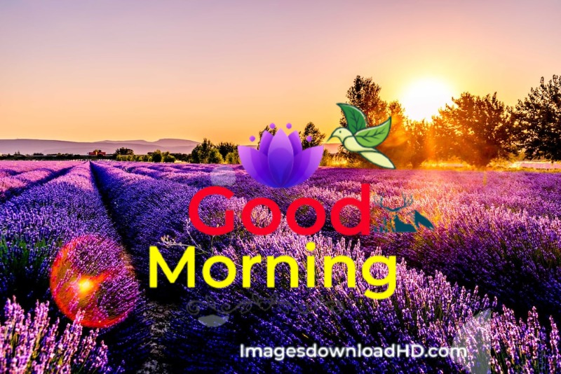144+ Good Morning Nature Images 2023 51 144+ Good Morning Nature Images 2023 37