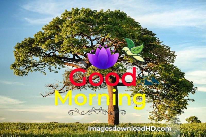 144+ Good Morning Nature Images 2023 26 144+ Good Morning Nature Images 2023 26